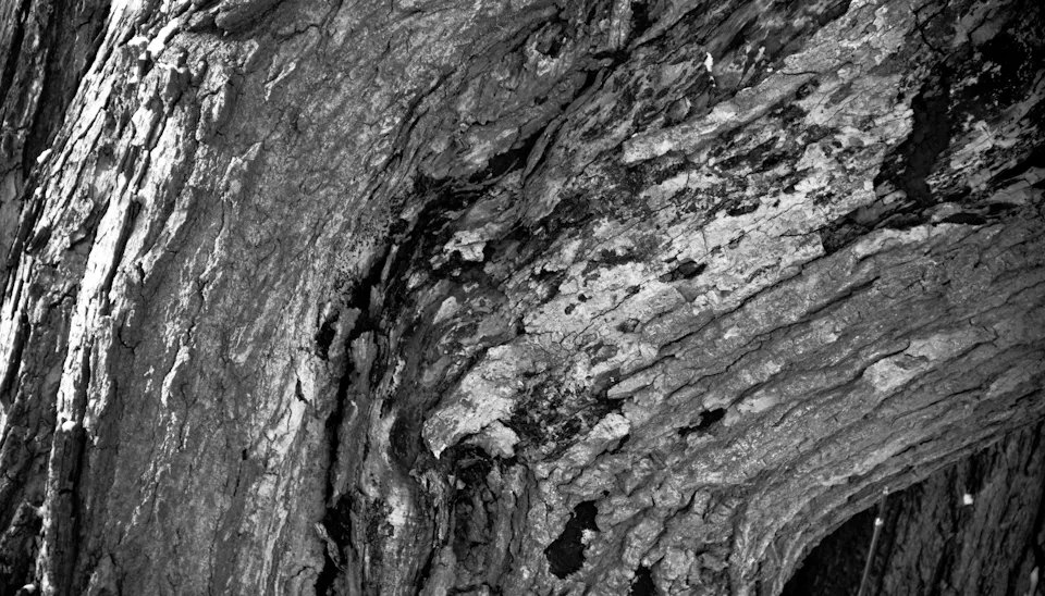 Bark Texture