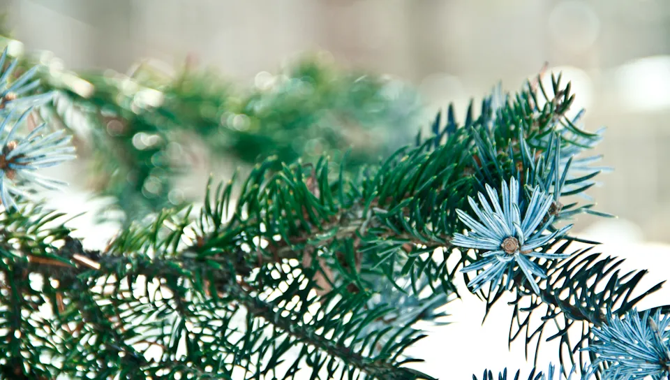 Pine Tree Macro